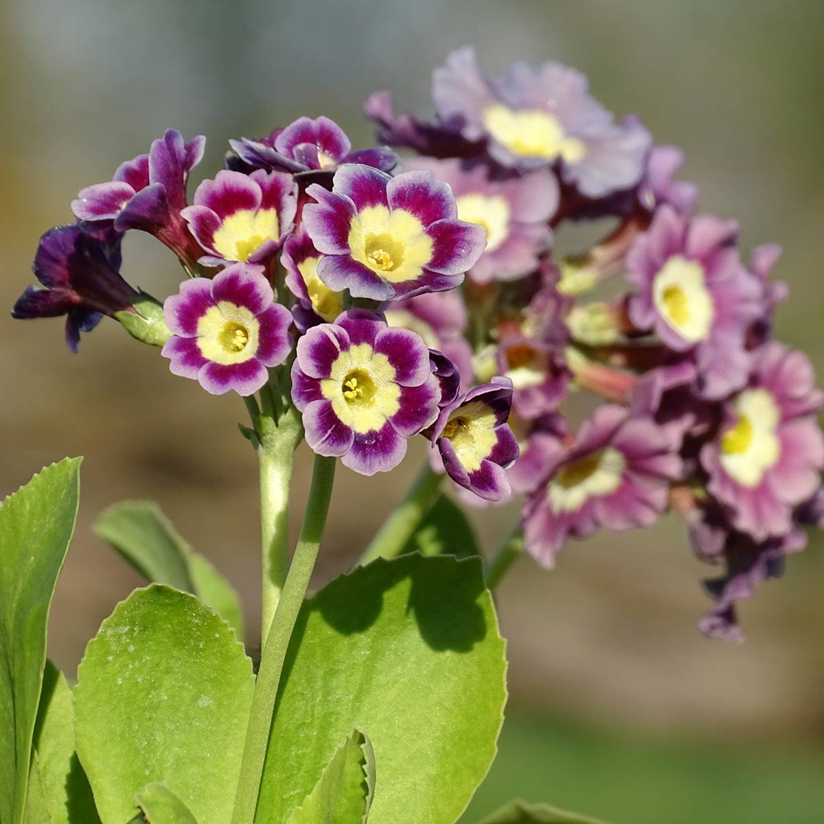 Auricule des jardins - Primula x pubescens Godet de 8/9 cm