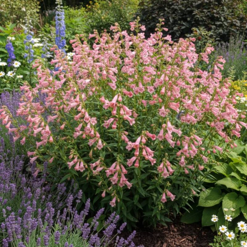 Penstemon Hewell Pink Bedder à fleurs Rose/ - feuillage Caduc - Godet - 5/20 cm - Imagen 1