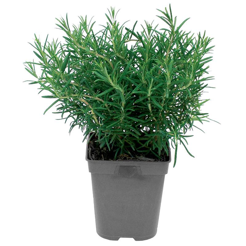 Romarin pot de 1L