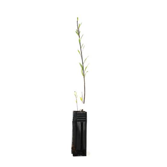 Saule à trois étamines (Salix triandra) - Godet - Taille 20/40cm - Pépinières Naudet - Image 2