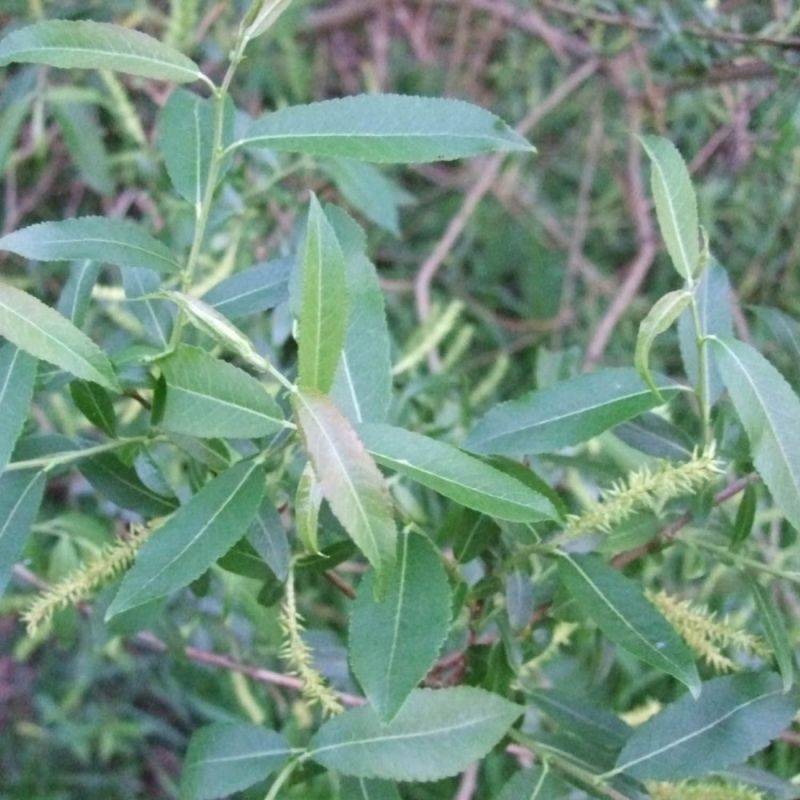 Saule à trois étamines (Salix triandra) - Godet - Taille 20/40cm - Pépinières Naudet - Image 1