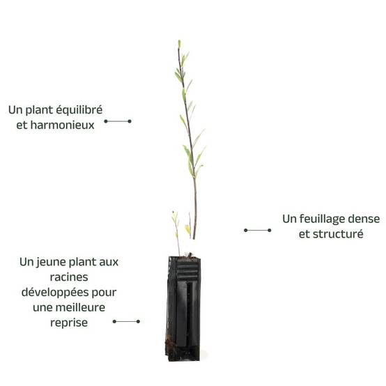 Saule à trois étamines (Salix triandra) - Godet - Taille 20/40cm - Pépinières Naudet - Image 3