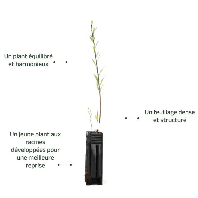 Saule à trois étamines (Salix triandra) - Godet - Taille 20/40cm - Pépinières Naudet - Image 3