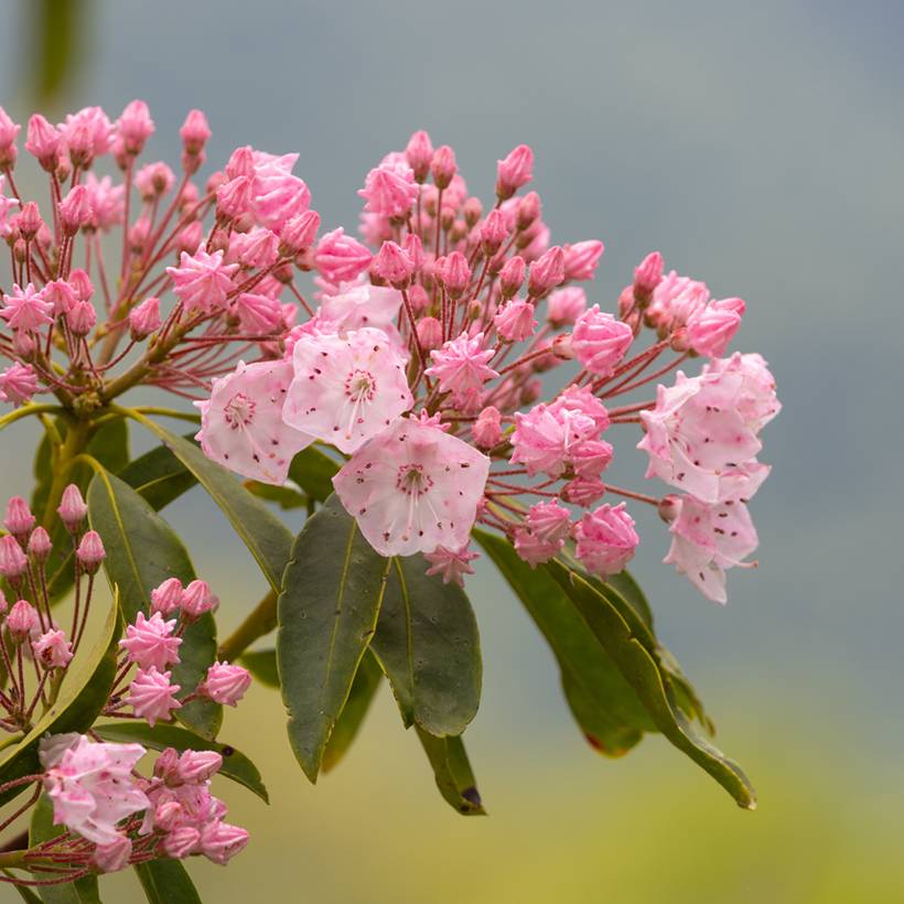 Promesse de Fleurs - Kalmia latifolia Olympic Fire - Laurier des montagnes  rose vif et blanc Pot de 3L/4L - Image 1