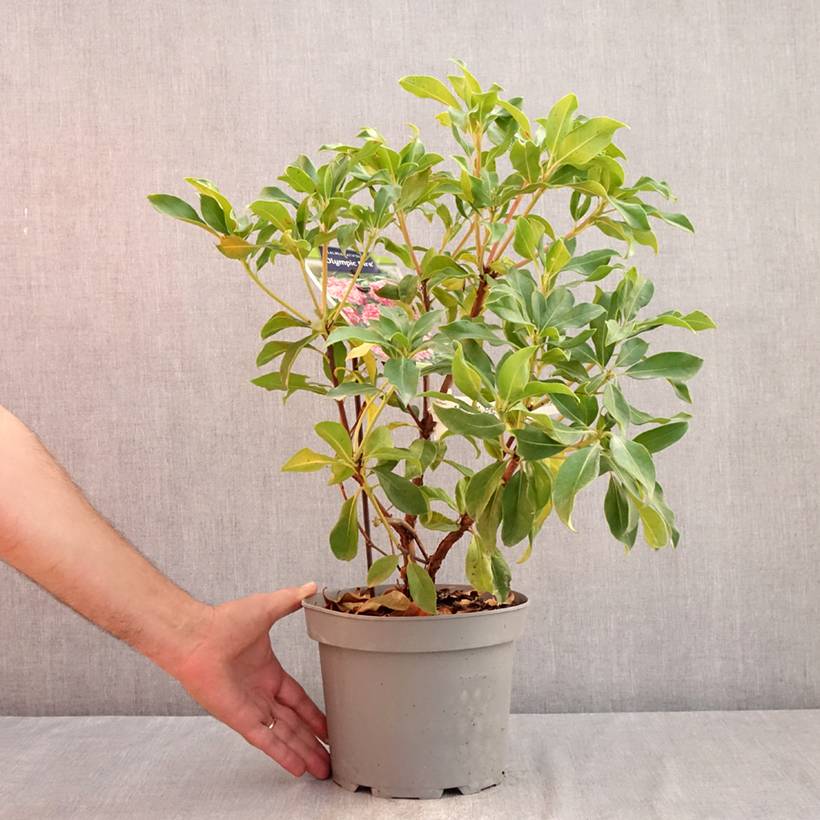 Promesse de Fleurs - Kalmia latifolia Olympic Fire - Laurier des montagnes  rose vif et blanc Pot de 3L/4L - Image 2
