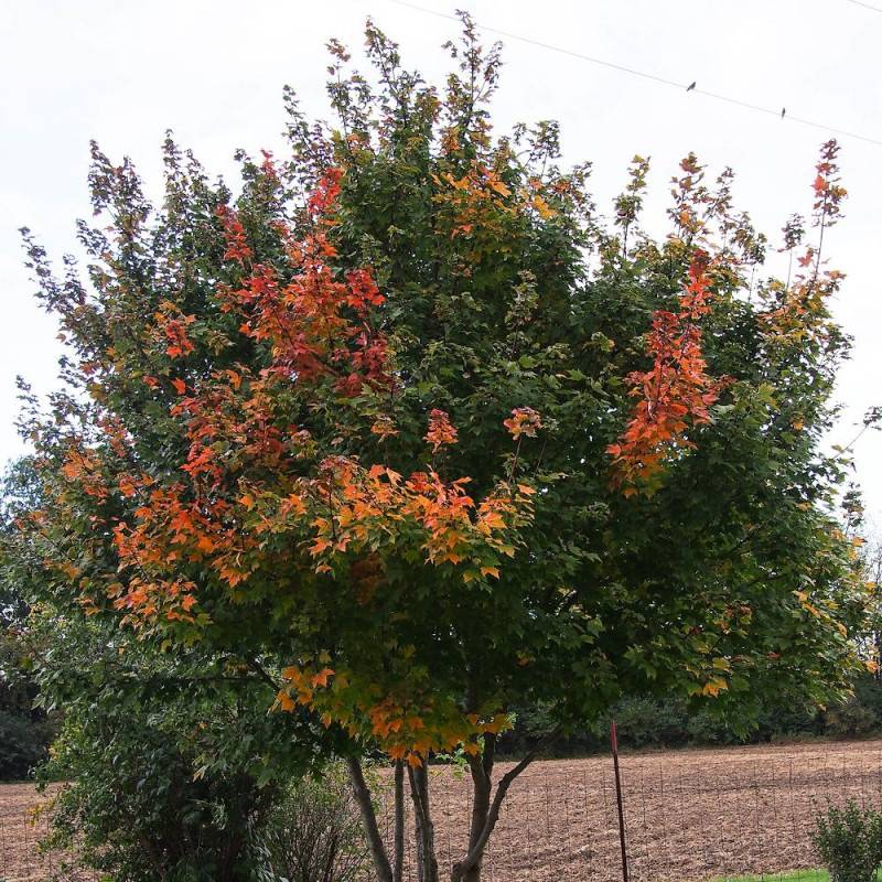Érable rouge, Acer rubrum - Pot de 7,5L - 80/100 cm - Image 2