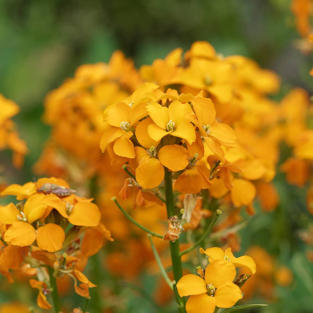 Promesse de Fleurs - Erysimum Zwerg Mango - Fausse giroflée naine Mini-motte Ø 3/4 cm (par 3)