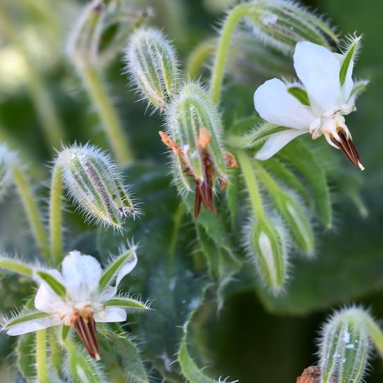 Promesse de Fleurs - Bourrache officinale Blanche - Graines de Borago officinalis le sachet de 50 graines environ (1,2g)
