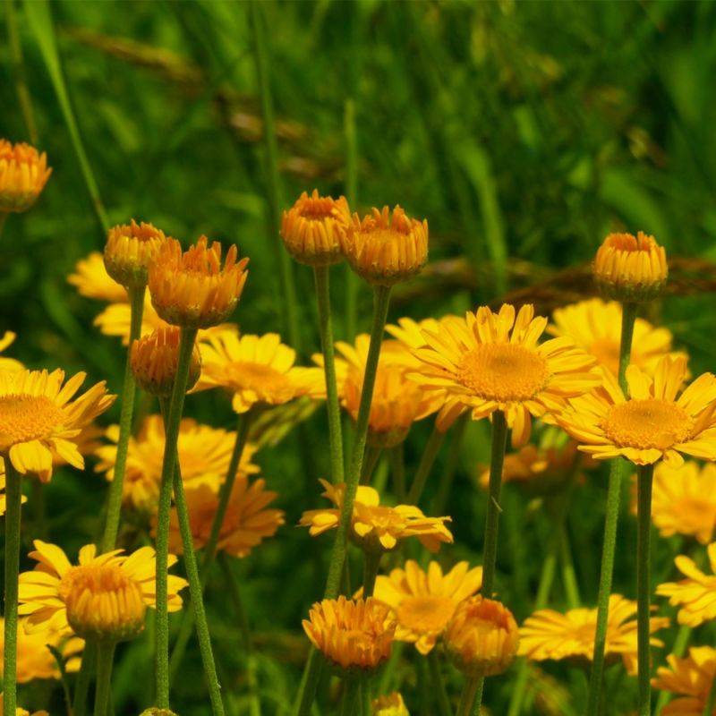 3 Anthemis Hybrida 'Kelwayi' - Lot de 3 vivaces - Pépinières Naudet