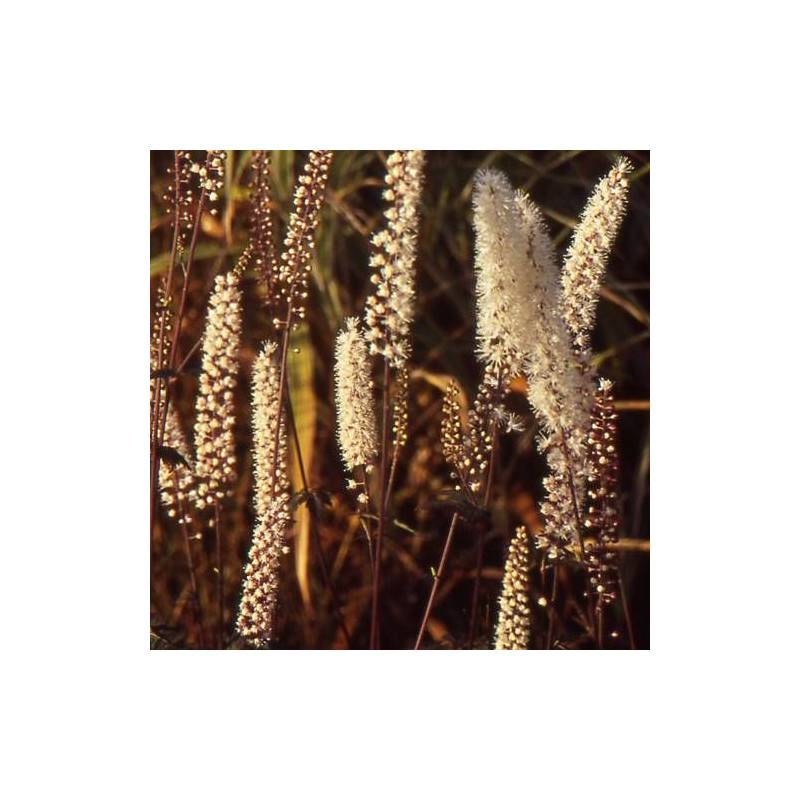 Cierge d'argent Atropurpurea à fleurs Blanche/ - feuillage Caduc - Godet - 5/20 cm - Imagen 2