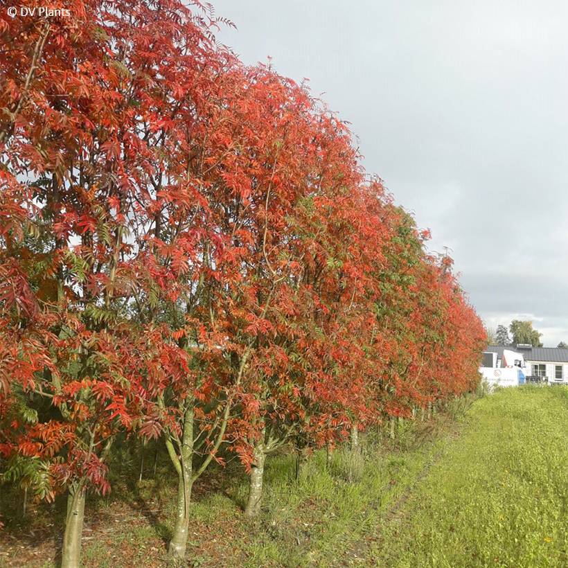 Promesse de Fleurs - Sorbier - Sorbus commixta Dodong (Olympic Flame) Pot de 7,5L/10L, Baliveau