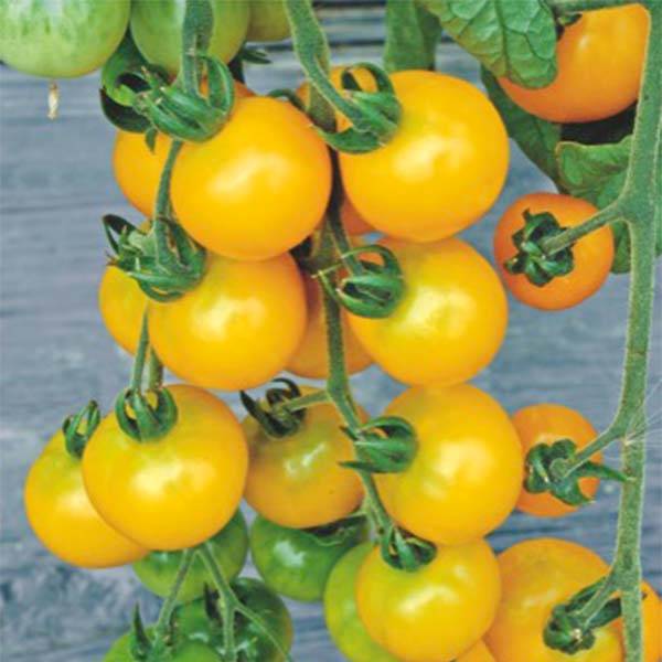 Tomate cerise Yellow Grapes F1 le sachet de 50 graines environ (0,1g)