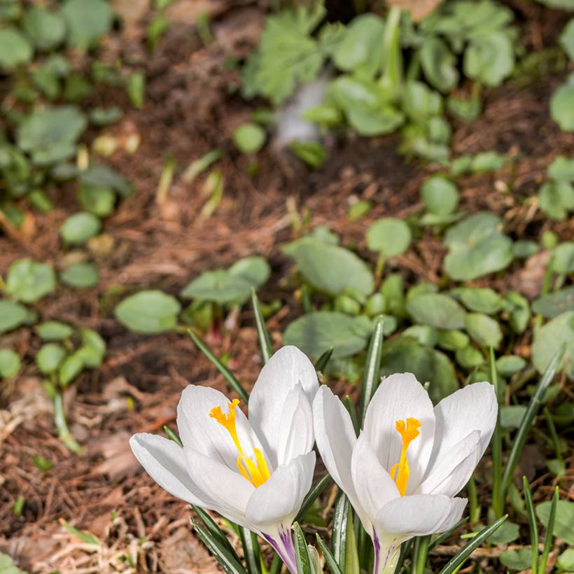 Promesse de Fleurs - Crocus vernus subsp. albiflorus White Bulbe calibre I (par 5)