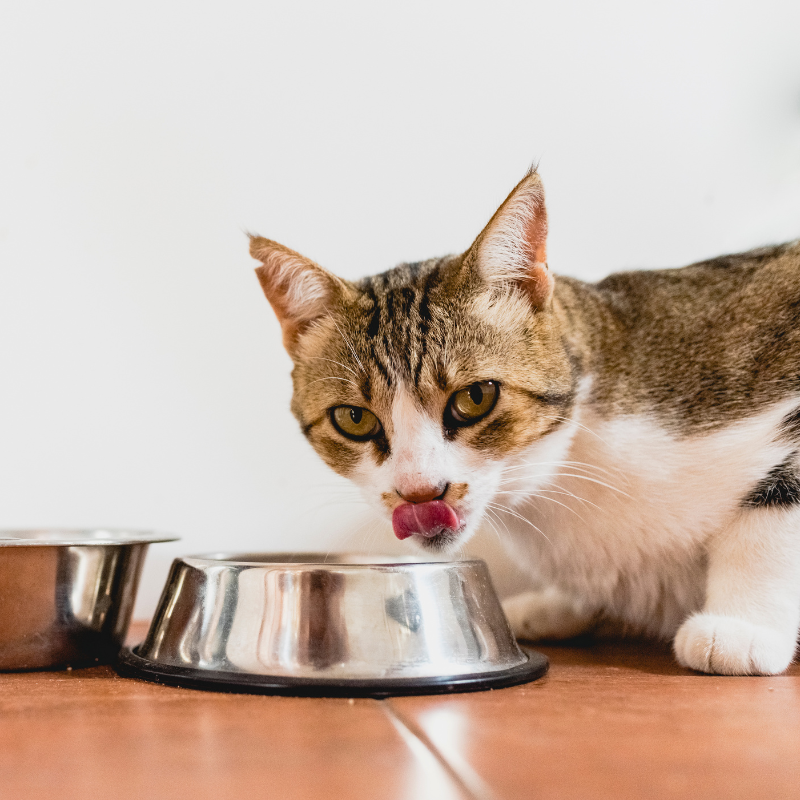 Equilibre & Instinct - Emincés Bio au Boeuf pour Chat - Imagen 2