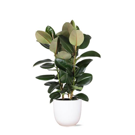 Ficus Elastica Robusta et son pot- La Green Touch Blanc - Hauteur 115cm