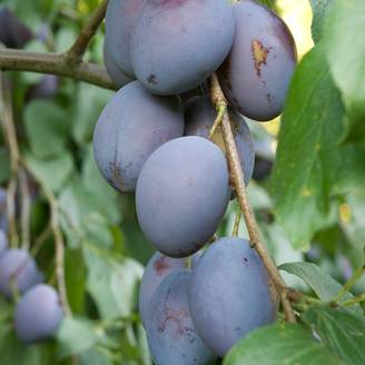Promesse de Fleurs - Prunier Węgierka Dąbrowicka - Prunus domestica Pot de 7,5L/10L, Gobelet
