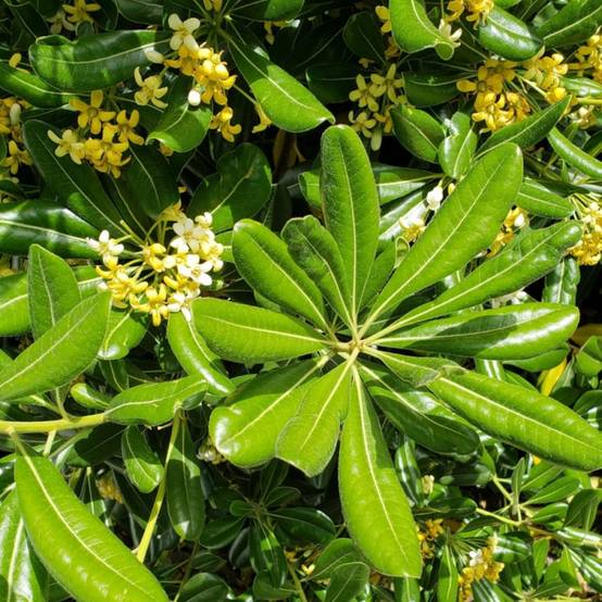 Pittosporum de Chine, Pittospore - Pot de 3L - 20/40 cm - Image 10