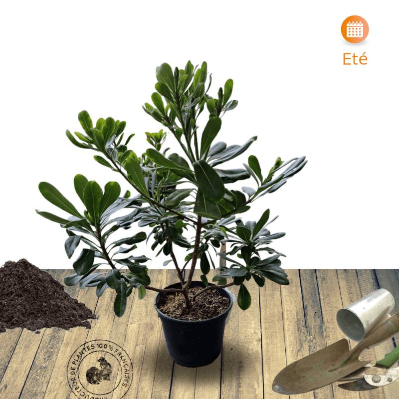 Pittosporum de Chine, Pittospore - Pot de 3L - 20/40 cm - Image 7