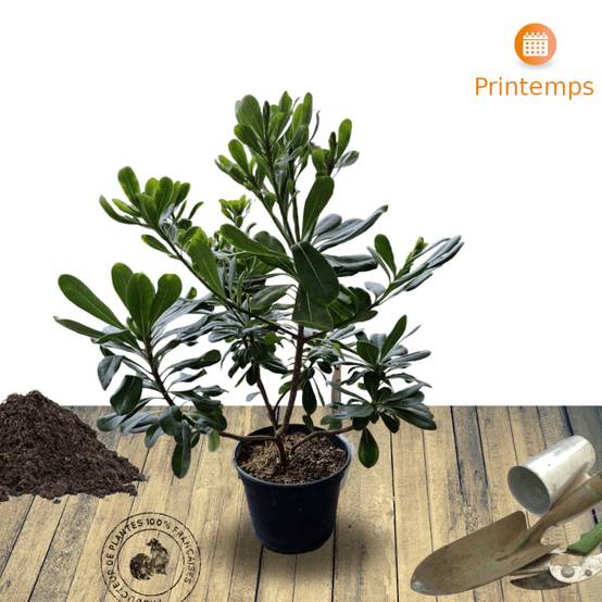 Pittosporum de Chine, Pittospore - Pot de 3L - 20/40 cm - Image 6