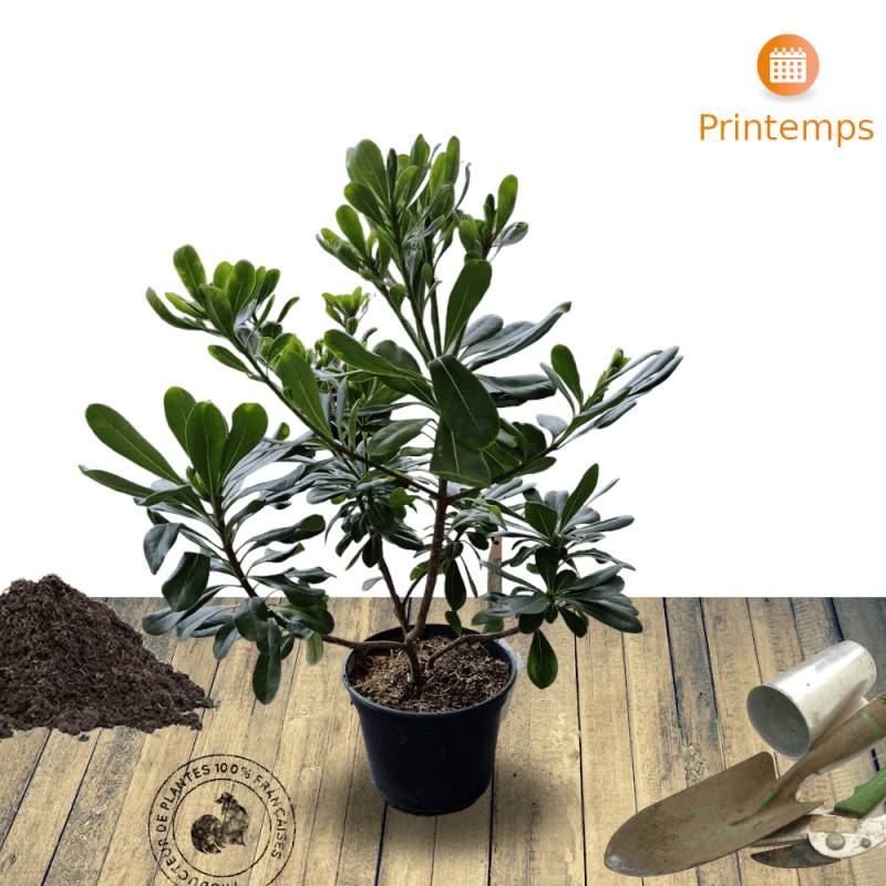 Pittosporum de Chine, Pittospore - Pot de 3L - 20/40 cm - Image 6