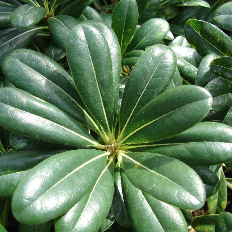 Pittosporum de Chine, Pittospore - Pot de 3L - 20/40 cm - Image 5