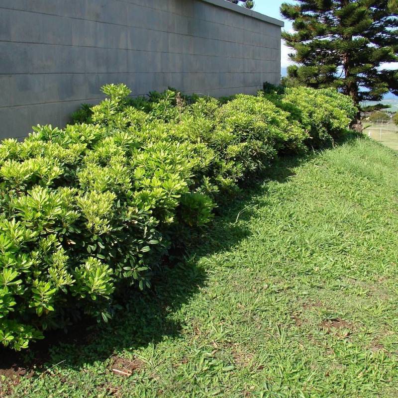 Pittosporum de Chine, Pittospore - Pot de 3L - 20/40 cm - Image 1