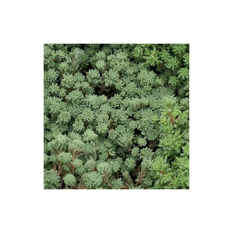 Orpin d'Espagne, Sedum à fleurs Blanche/ - feuillage Persistant - Godet - 5/20 cm - Imagen 5