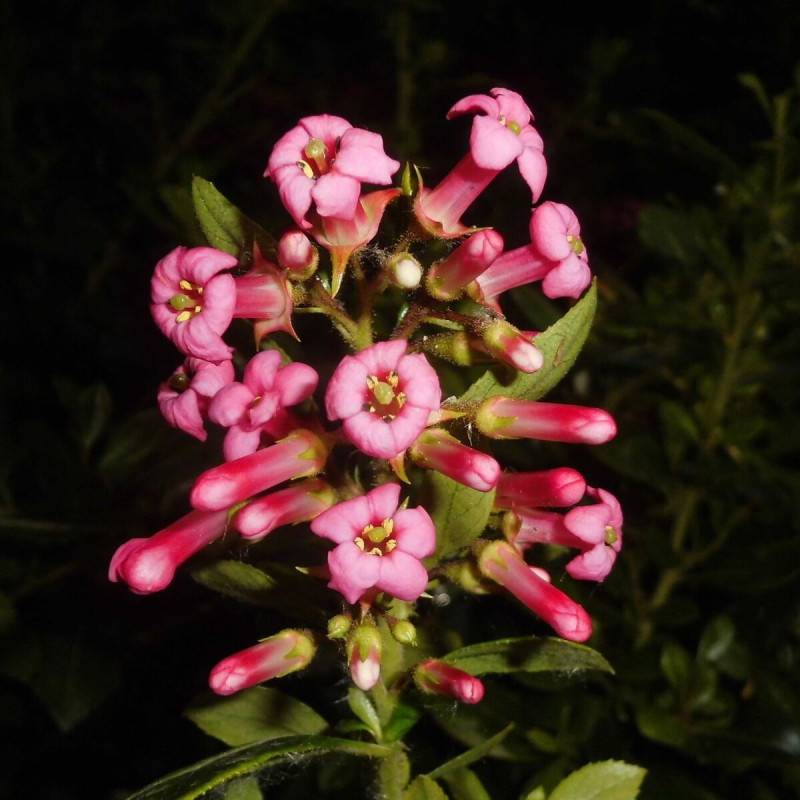 Escallonia macrantha Rubra à fleurs Rouge - feuillage Persistant - Pot de 3L - 20/40 cm-  hauteur à maturité De 1,50 m à 2,00 m
