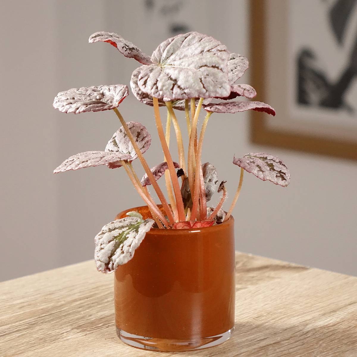 Begonia Rex Chayo Mini-plante