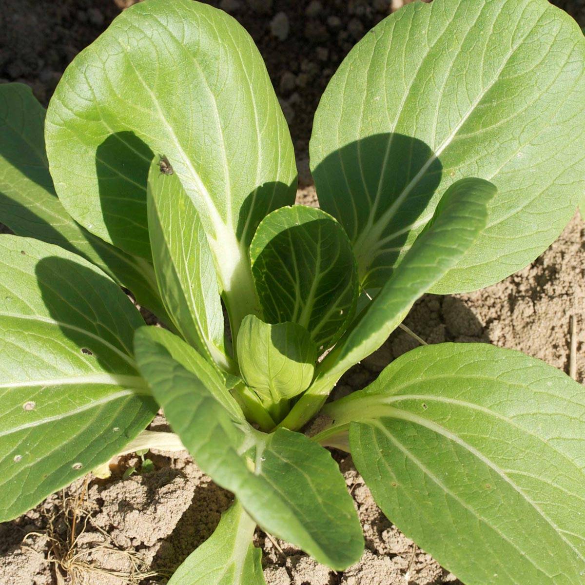 Chou de Chine Pak Choi Tai Sai Bio - Ferme de Sainte Marthe le sachet de 300 graines environ