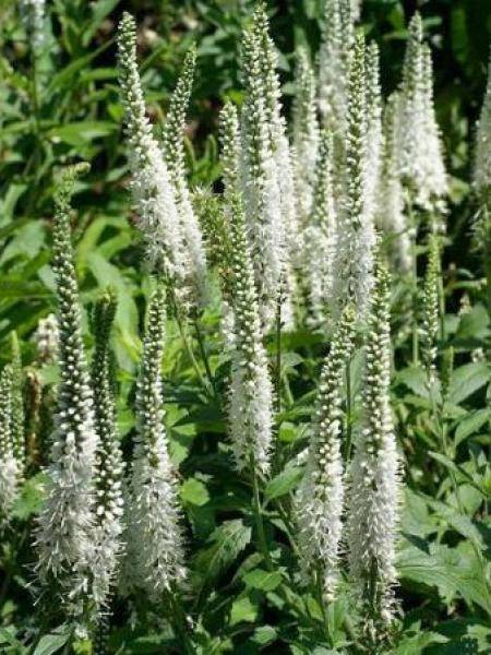 Promesse de Fleurs - Veronica spicata Alba - Véronique en épis blanche Pot de 2L/3L
