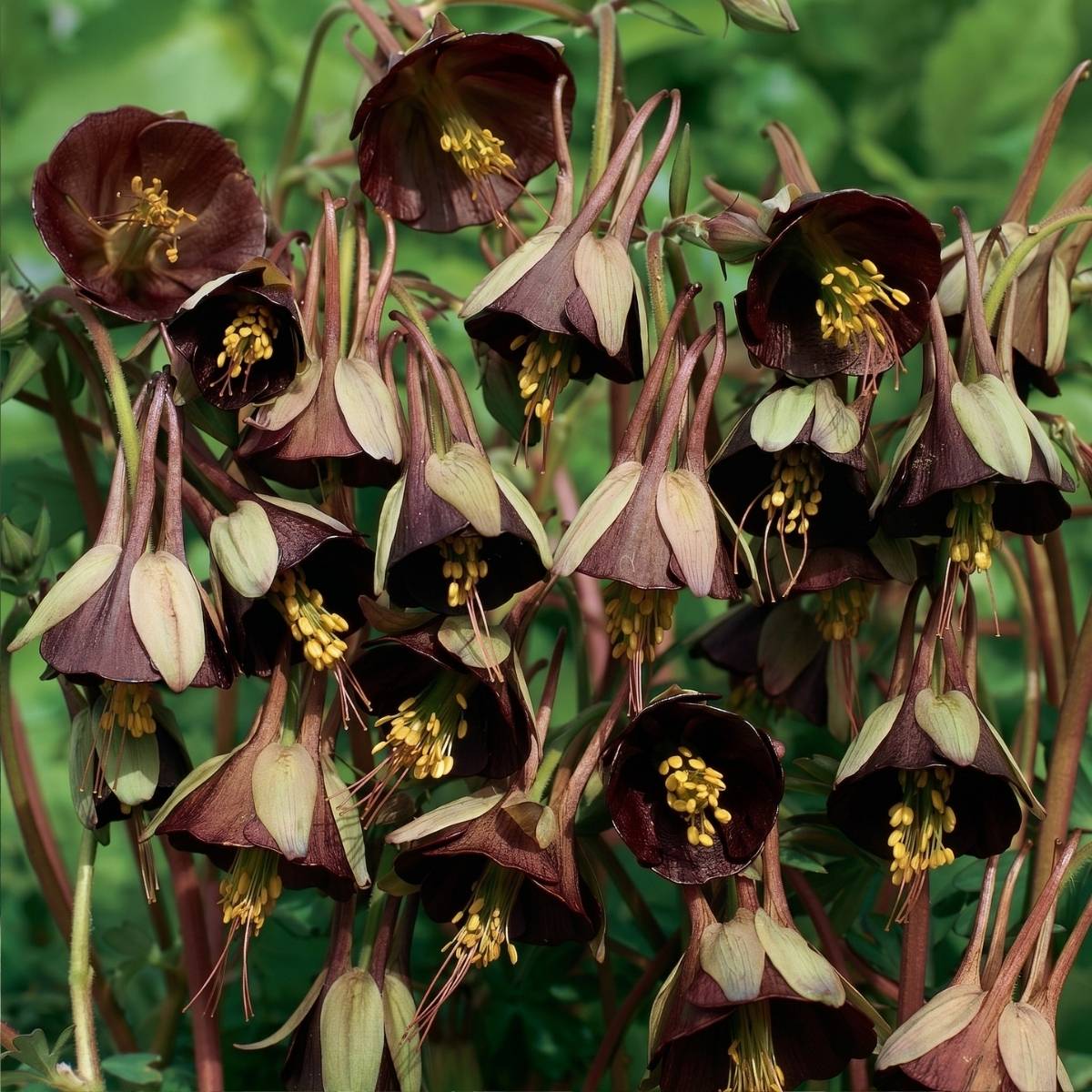 Promesse de Fleurs - Graines d'Ancolie Chocolate Soldier - Aquilegia viridiflora le sachet de 20 graines environ