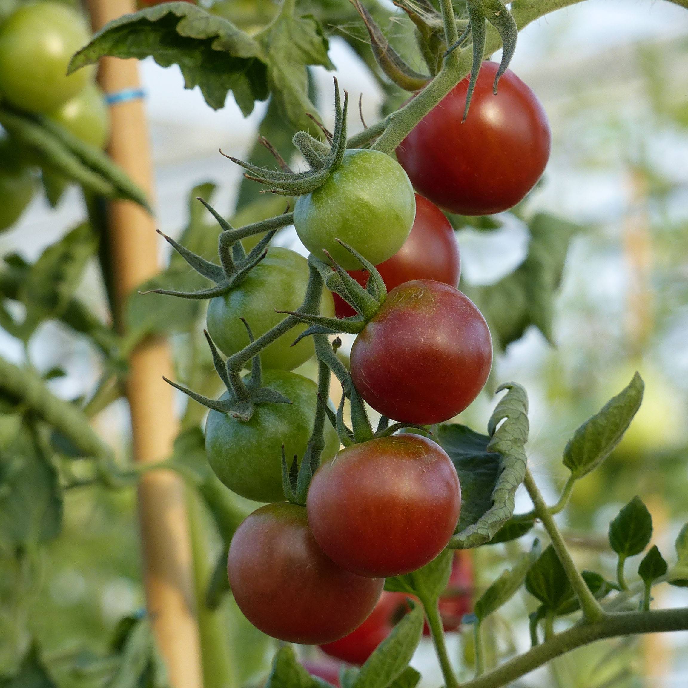 Tomate Black Cherry -  Tomate Cerise noire le sachet de 50 graines environ (0,1g)