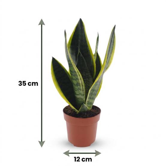 Sansevieria Futura Superba - Langue de belle-mère - Pot de 12cm - 4 plantes - Sans cache-pot - Plantes d'intérieur - Image 5