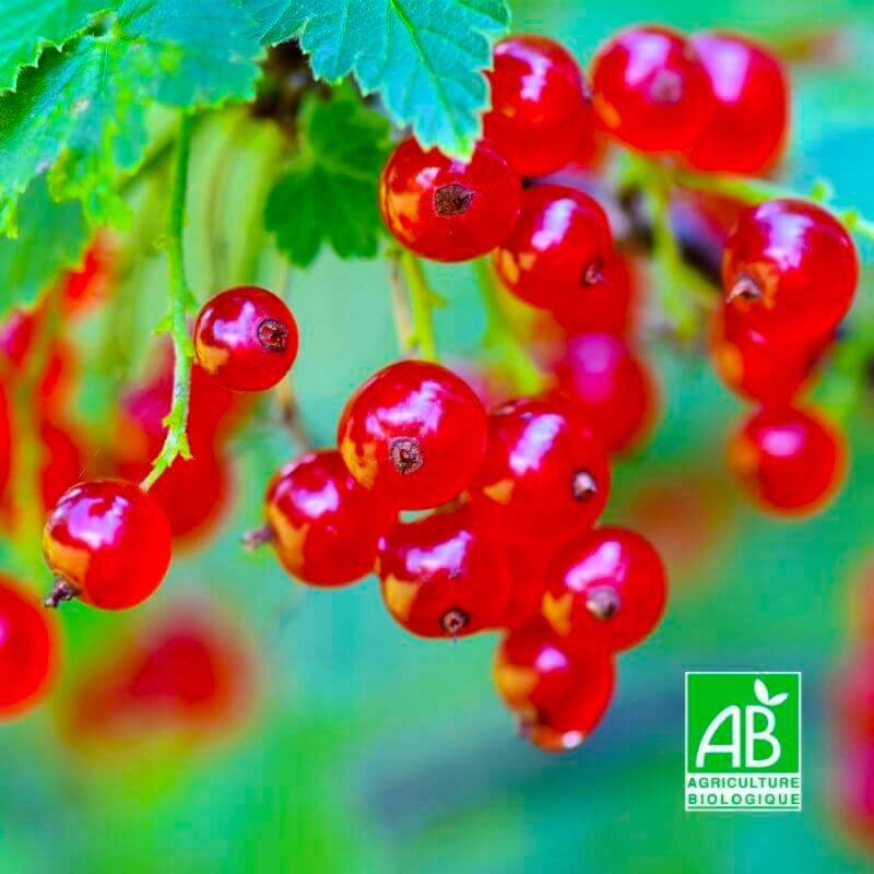 Groseillier 'Jonkheer van tets' BIO (Ribes rubrum 'Jonkheer van tets') - Godet 9cm - Pépinières Naudet
