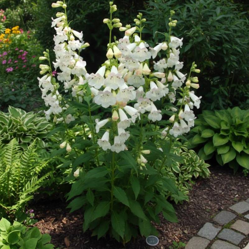 Penstemon Pensham Wedding Day à fleurs Blanche/ - feuillage Caduc - Godet - 5/20 cm - Imagen 1