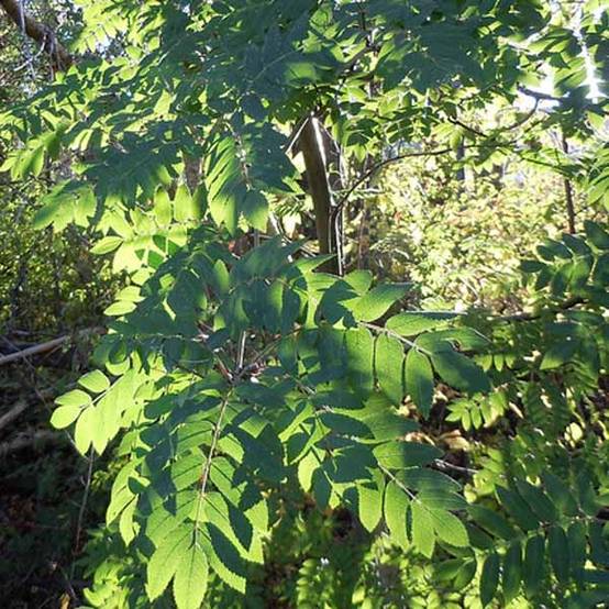 Promesse de Fleurs - Sorbus aucuparia - Sorbier des oiseleurs Pot de 2L/3L - Image 1
