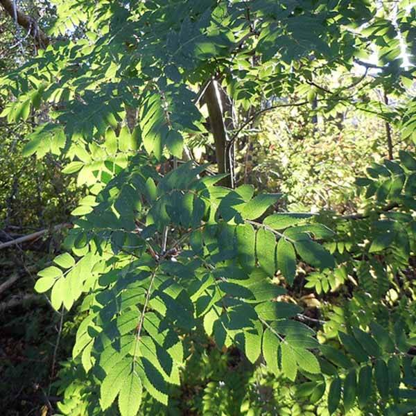Promesse de Fleurs - Sorbus aucuparia - Sorbier des oiseleurs Pot de 2L/3L - Image 1