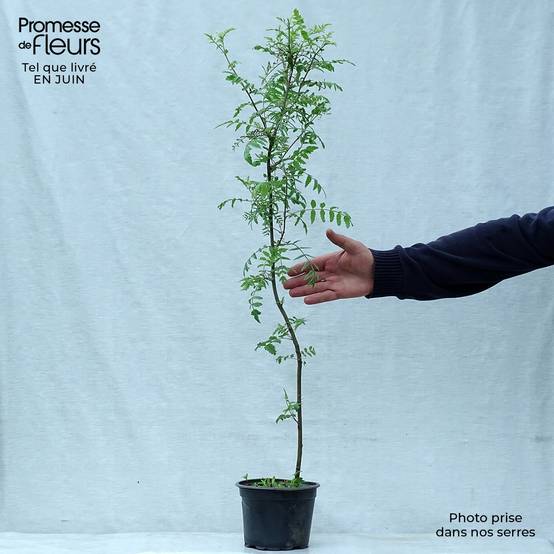 Promesse de Fleurs - Sorbus aucuparia - Sorbier des oiseleurs Pot de 2L/3L - Image 2