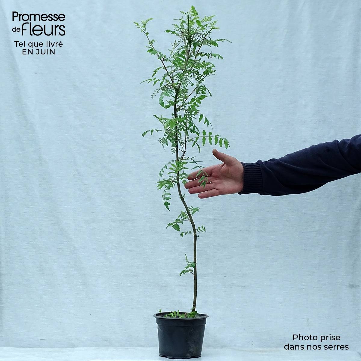 Promesse de Fleurs - Sorbus aucuparia - Sorbier des oiseleurs Pot de 2L/3L - Image 2