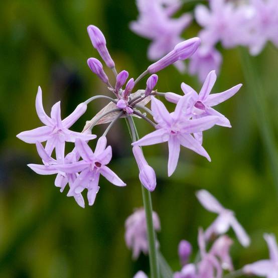 Tulbaghia Flamingo - Tulbaghie Pot de 2L/3L