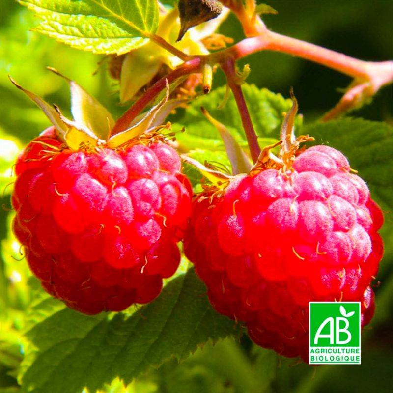 Framboisier 'Willamette' BIO (Rubus idaeus 'Willamette') - Godet 9cm - Pépinières Naudet - Imagen 1