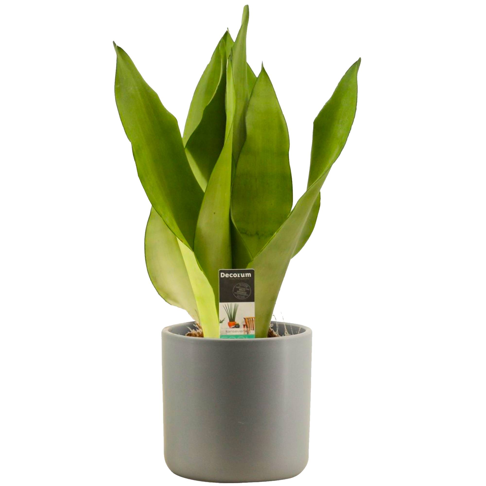 Gardenersdream - 1 X Sansevieria Moonshine - Langue De Belle-Mère | Plante En Pot Parfaite Pour La Maison Ou Le Bureau - GardenersDream - Imagen 1