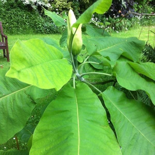 Magnolia macrophylla - Magnolia à grandes feuilles Pot de 4L/5L