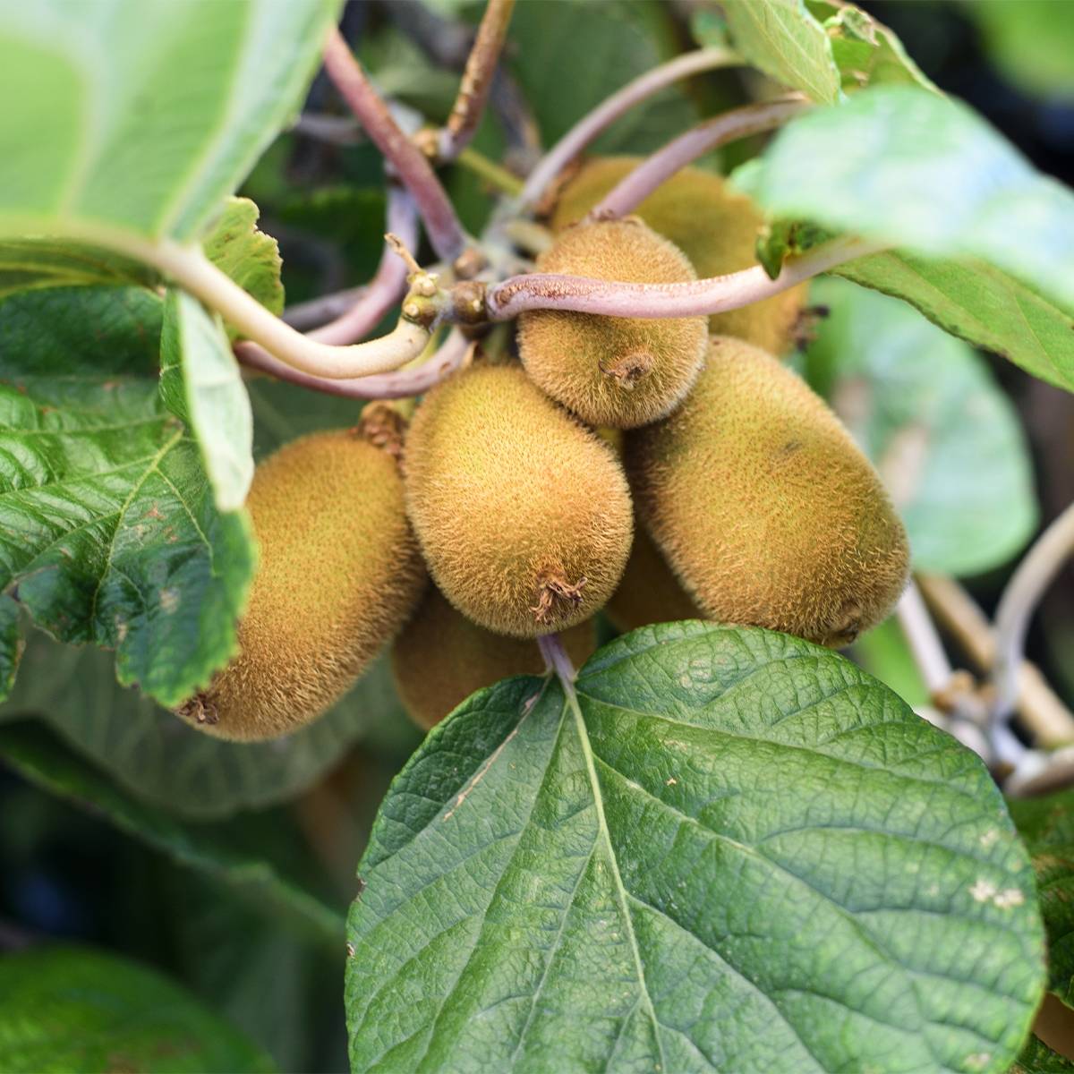 Promesse de Fleurs - Kiwi autofertile Solo - Actinidia chinensis Pot de 3L/4L