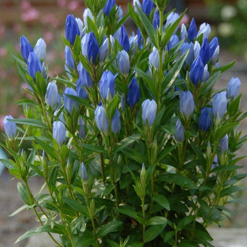 Gentiane makinoi Blue Star® à fleurs Bleue/ - feuillage Persistant - Godet - 5/20 cm