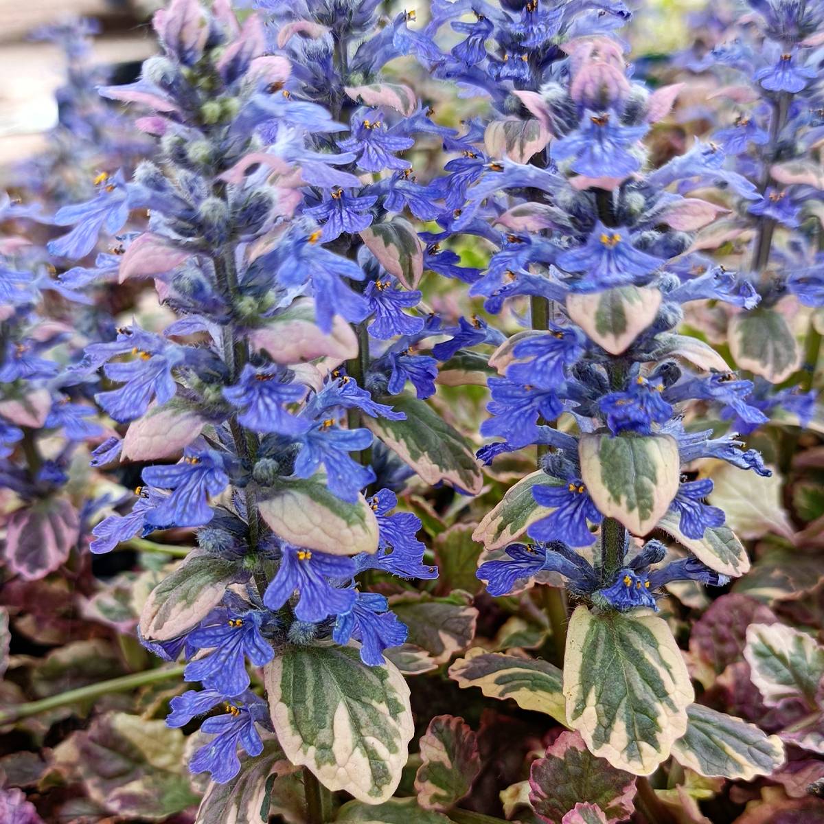Bugle rampante - Ajuga reptans Burgundy Glow Godet de 7/8 cm