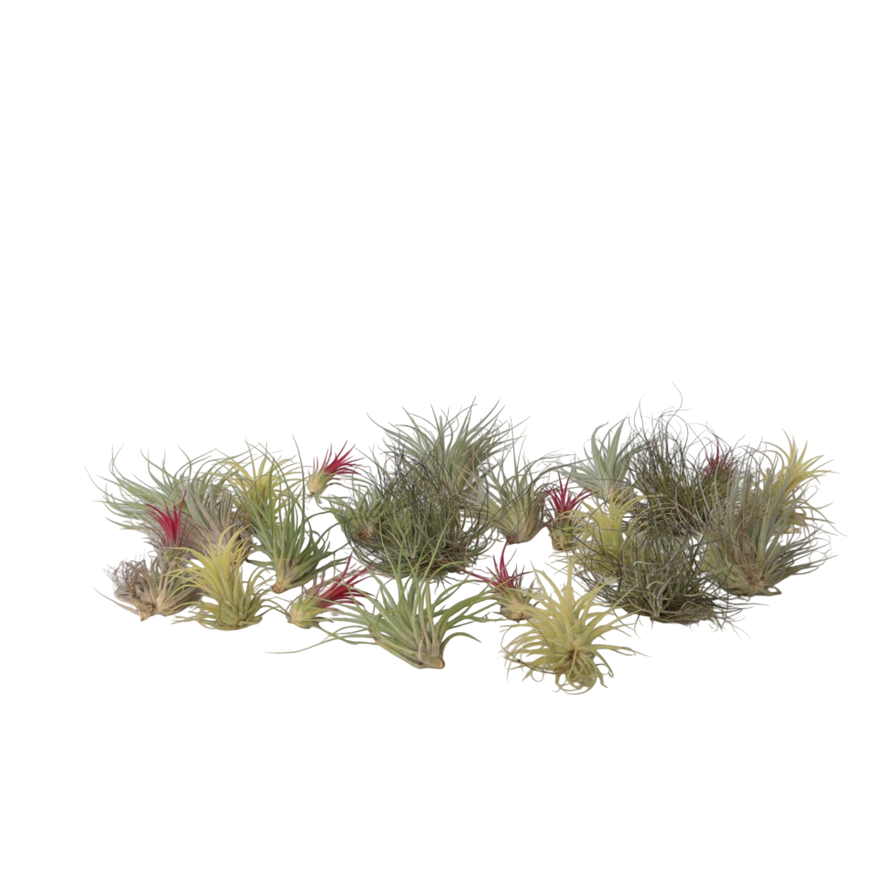 Plant In A Box - Plante aérienne - Set de 24 - Tillandsia - Hauteur 5-15cm - ⌀5cm