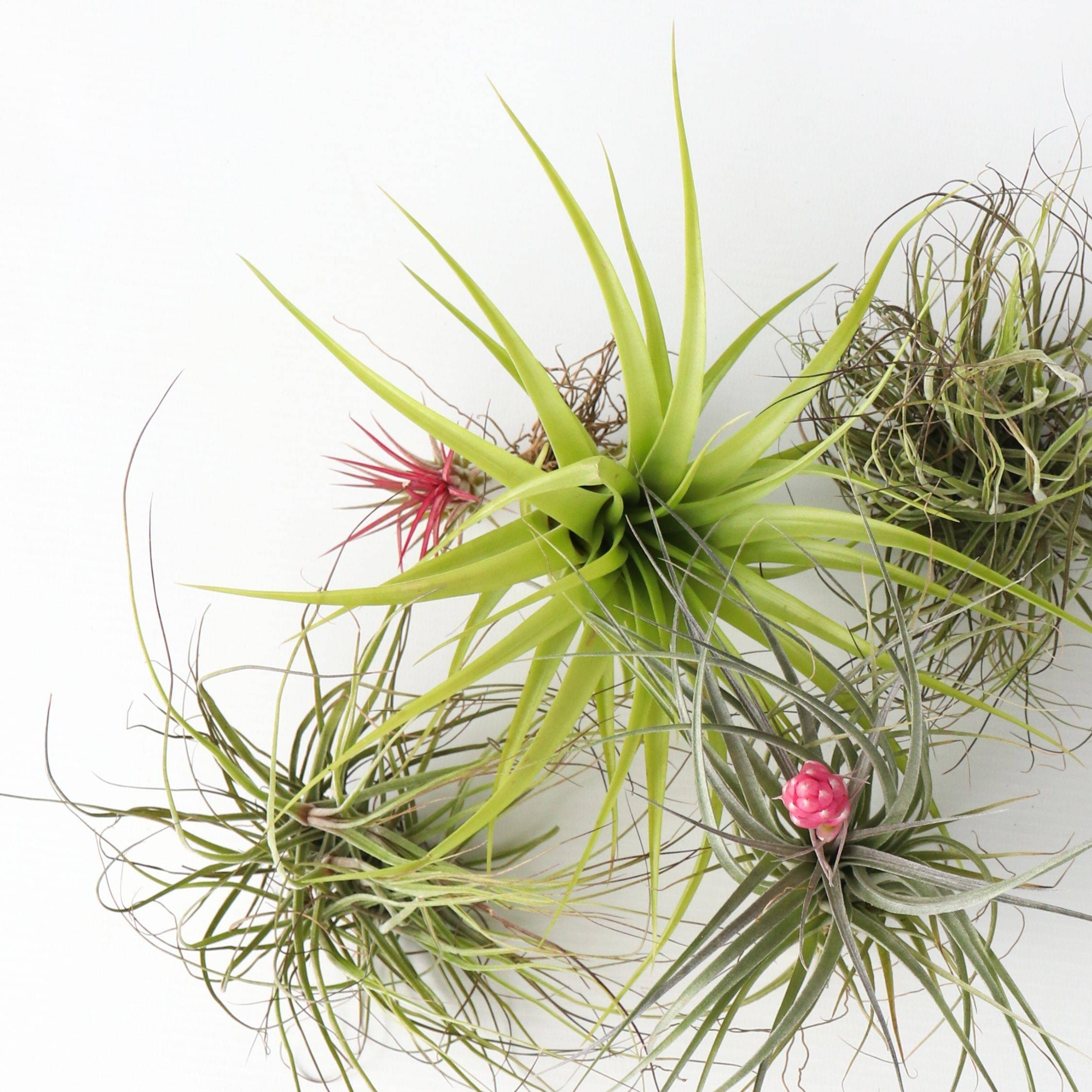 Plant In A Box - Plante aérienne - Set de 24 - Tillandsia - Hauteur 5-15cm - ⌀5cm - Image 4