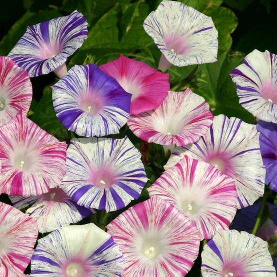 Graines d'Ipomée Carnevale Di Venezia - Ipomoea purpurea le sachet de 30 graines environ (1g)
